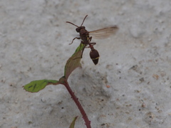 Ropalidia hongkongensis