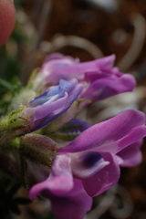 Oxytropis arctica