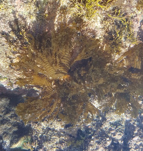 Cutleria observed 2018-02-19