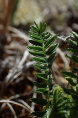 Oxytropis arctica
