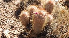 Oreocereus trollii