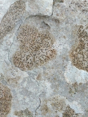 Caliciaceae