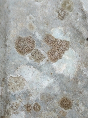Caliciaceae