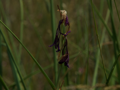 Gladiolus palustris