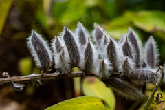 Lupinus villosus