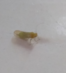 Ciriacreminae