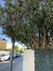 Nerium oleander