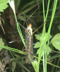 Nephrotoma flavipalpis