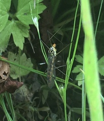 Nephrotoma flavipalpis