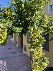 Acer campestre