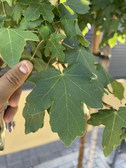 Acer campestre