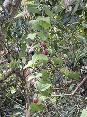 Passiflora rubra