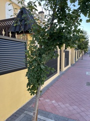 Acer campestre