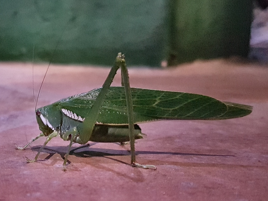 Philophyllia