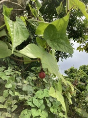 Passiflora rubra