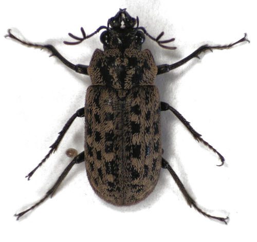 Subfamily Aesalinae · iNaturalist