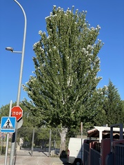 Populus alba