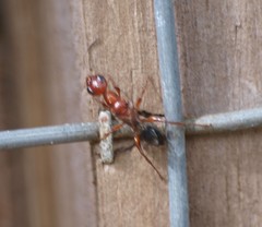 Ampulex ferruginea