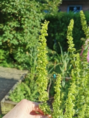 Rumex crispus