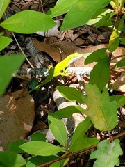 Anolis carolinensis