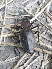Carabus irregularis