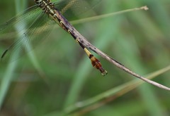 Aphylla angustifolia
