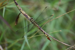 Aphylla angustifolia