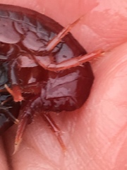 Gammarus oceanicus