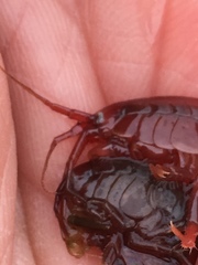Gammarus oceanicus