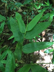 Olyra latifolia