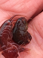 Gammarus oceanicus