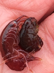 Gammarus oceanicus
