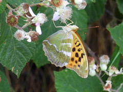 Argynnis paphia