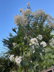 Nerium oleander
