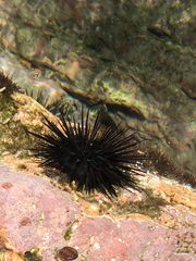 Echinometra vanbrunti
