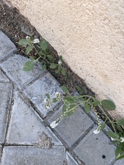 Heliotropium europaeum