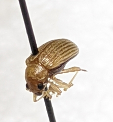 Colaspis brunnea