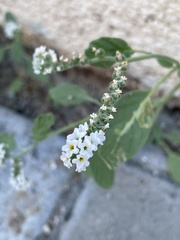 Heliotropium europaeum