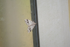 Macaria pinistrobata