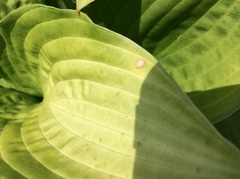 Hosta sieboldiana