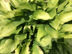 Hosta sieboldiana