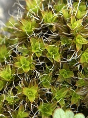 Syntrichia laevipila