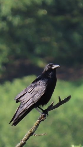 Corneille noire (Corvus corone)