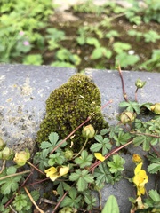 Syntrichia laevipila
