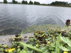 Syntrichia laevipila