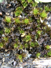 Syntrichia laevipila