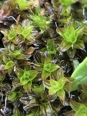 Syntrichia laevipila