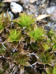 Syntrichia laevipila