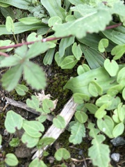 Syntrichia laevipila