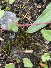 Syntrichia laevipila